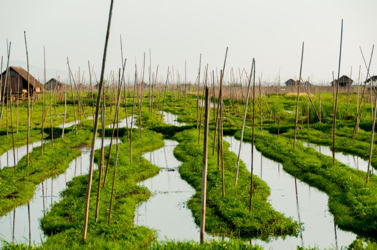 Jardins flottants sur le lac Inle