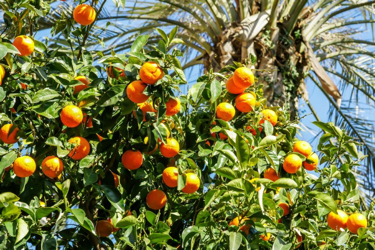 Soleil d'Espagne