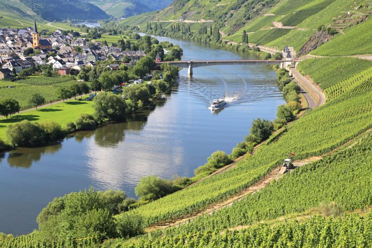 Vallée de la Moselle à Trittenheim