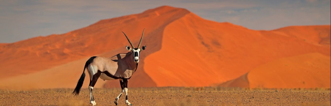 Oryx gazelle devant les dunes de Sossusvlei