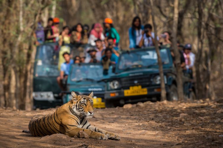 Tigre du Bengale dans le parc de Ranthambore