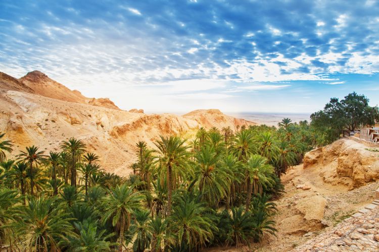 Oasis de Chebika