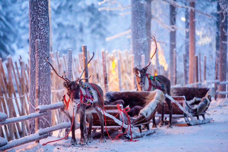 Traîneaux à renne en Laponie