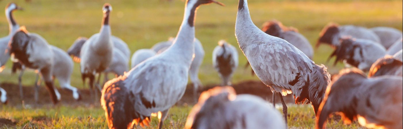 Grues cendrées au lac du Der