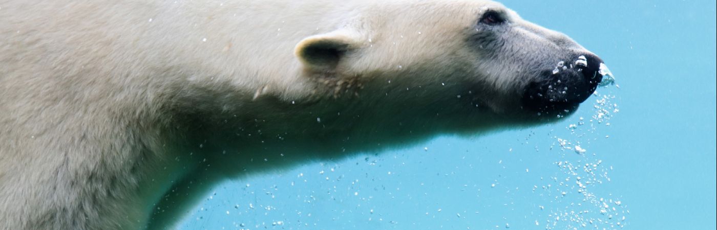 Ours blanc à Pairi Daiza