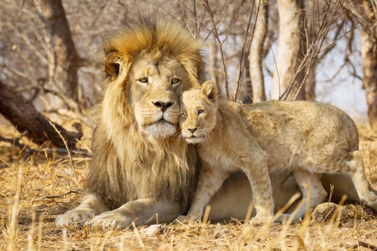 Lion et son lionceau dans le parc Kruger