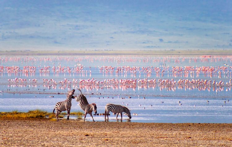 Zèbres et flamants roses dans le cratère Ngorongoro