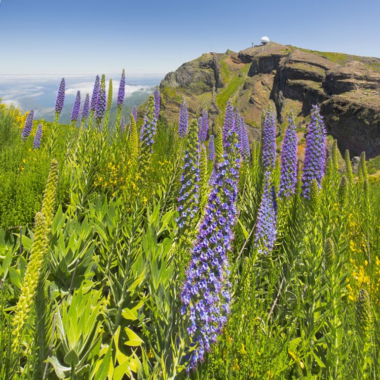 Pico do Arieiro